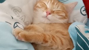 бомжик Валера