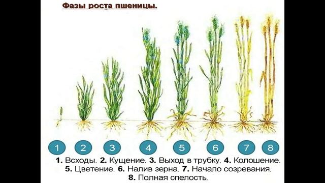 Комплектование МТА - 10.03. 231 группа