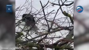 В Петербурге бобр подточил ствол дерева, уронил на авто и скрылся