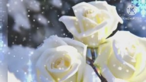 *** БЕЛЫЕ РОЗЫ ***