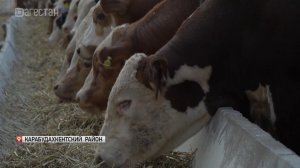 Цифровая родословная: в РФ стала обязательной регистрация племенных сельхозживотных