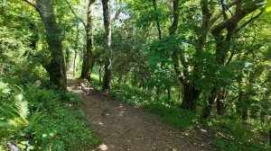 🚶 SmartTV 4К ➤ 🌺 Леса Блубелл и скрытый пляж - расслабляющая прогулка по сельской местности, ASMR!