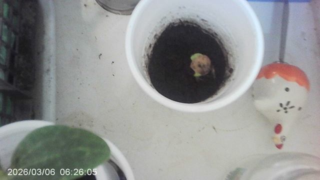 Перенёс рассаду на подоконник. Утренний обзор кабачков и томатов.