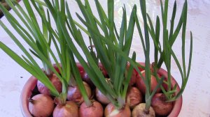 ДОМАШНИЙ ЛУК у Bratycha