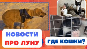 Новости про Луну. Спасение якутских кошек!