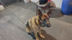 Чем я кормлю НЕМЕЦКУЮ ОВЧАРКУ