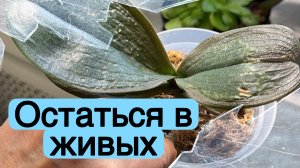 Как я орхидеи заморозила