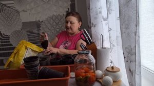 продолжение вчерашнего дня/пикирую помидоры/