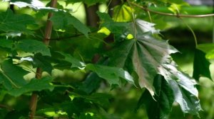 Рыжково, 2020. Korg Minilogue XD, Behringer Neutron