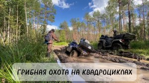 Грибная охота на квадроциклах #лес #квадроциклы #грибы