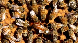 Купить плодных маток Купить пчелопакеты 2026.mp4