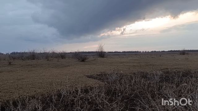 Брачные крики огарей 🦆