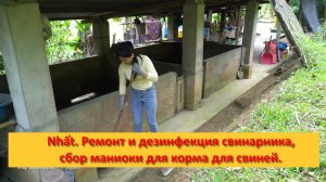 Nhất. Ремонт и дезинфекция свинарника, сбор маниоки для использования в качестве корма для свиней.
