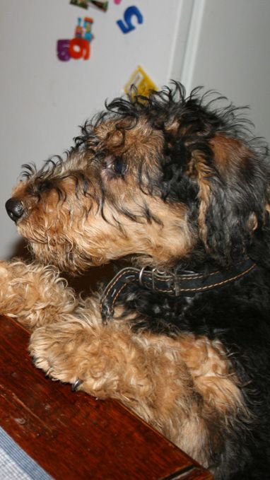 Жизнь собачья