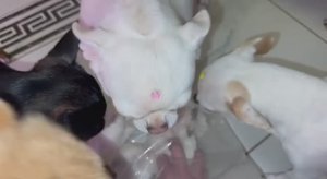 Подарки девчонкам, но вкусности получат все.