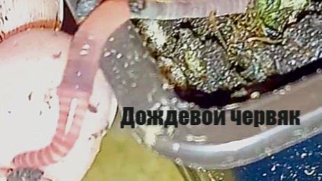 Червекошка пошла работать - идет весна! Правда почему то все еще морозит