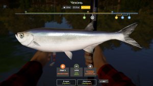 ТРОФЕЙНАЯ ЧЕХОНЬ!!!СЕВЕРСКИЙ ДОНЕЦ - РУССКАЯ РЫБАЛКА 4