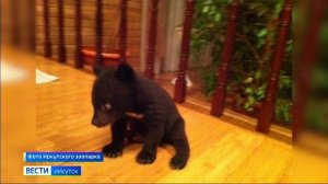 Именины отмечают гималайские медведи из Иркутского зоопарка