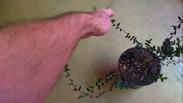 Клюква саженцы