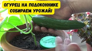 ОГУРЕЦ НА ПОДОКОННИКЕ. СОБИРАЕМ УРОЖАЙ!