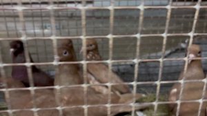 6.03.2026г Краснодарские Игровые на продажу!!!+79298223260 Константин