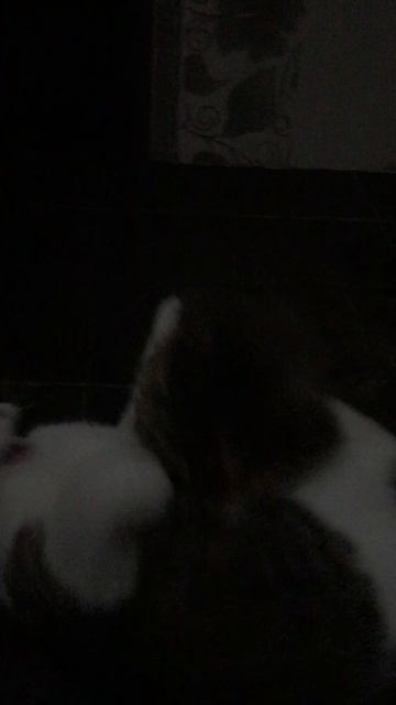 Кошечка Муся и кот Васька