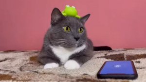 Надо что-то Ответить