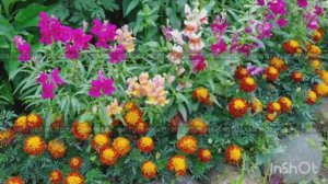 Посадка на рассаду однолетников в марте / Лекарственные растение / Сею брокколи