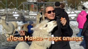 Парк альпак «Пача Мама» – чудесное место, где можно пообниматься с альпаками, кроликами и козочками