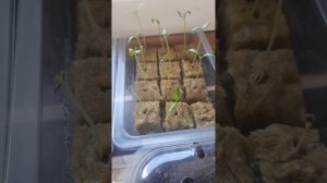 Засыхание семядольных листьев на ранней стадии развитии рассады. Основные причины.