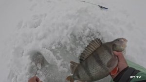 Окунь весом 1,11 кг на безмотылку. Полосатый монстр. Зимняя рыбалка 2026. Грех не похвастаться!