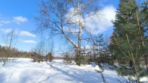 Солнечный день в зимнем лесу. ч.7. Март 2026