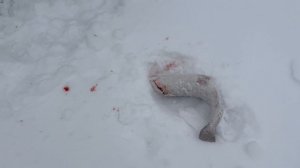 Поимка форели на актив