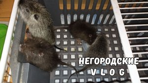 Скучно жить? Заведите себе "СНИКЕРСА"! 05.03.26