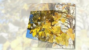 ЗА ОКНОМ ЛИПА Видео-миниатюра