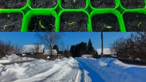 Пересадила перцы ,история моей болезни .