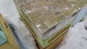 спасаю в марте слабый отводок с ценной для меня маткой, беру пчел от другой семьи, 6.03.2026