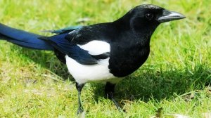 Звук природы. Птицы. Сорока обыкновенная поет в саду