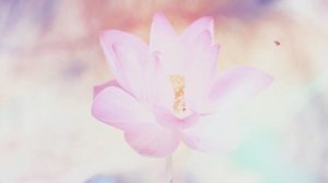 Весенний фон, нежные распускающиеся цветы