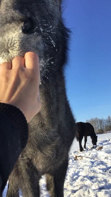 Кони и Лошади и Зима )) 2026 год