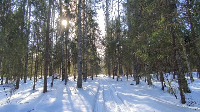 Солнечный день в зимнем лесу. ч.2. Март 2026 смотреть онлайн