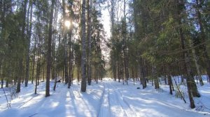 Солнечный день в зимнем лесу. ч.2. Март 2026