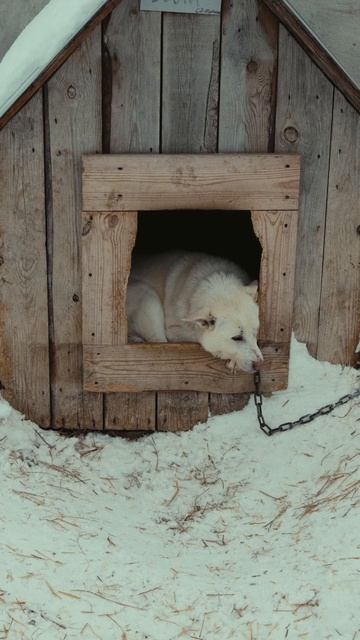 В собачьем приюте