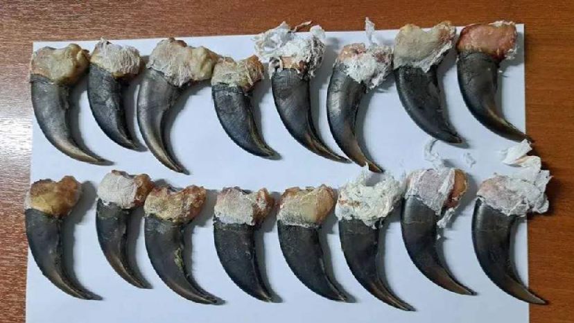 Таможенники в Забайкалье задержали туриста с 16 когтями медведя