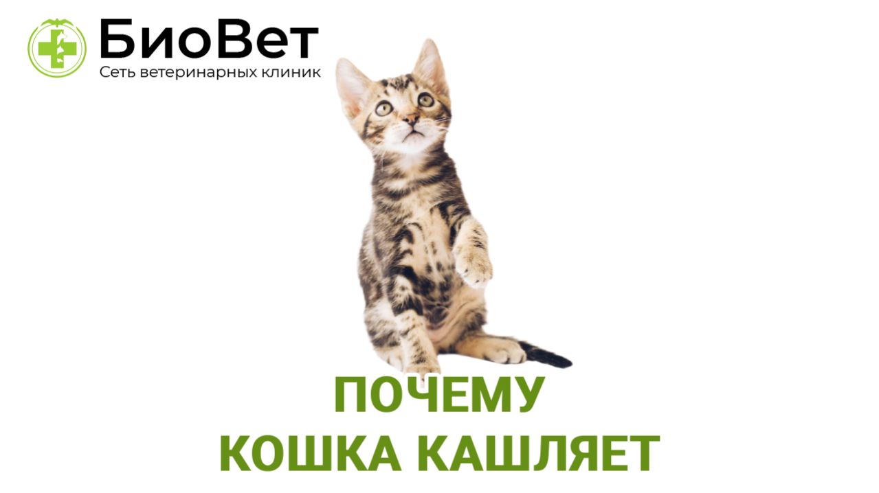 Почему кошка кашляет