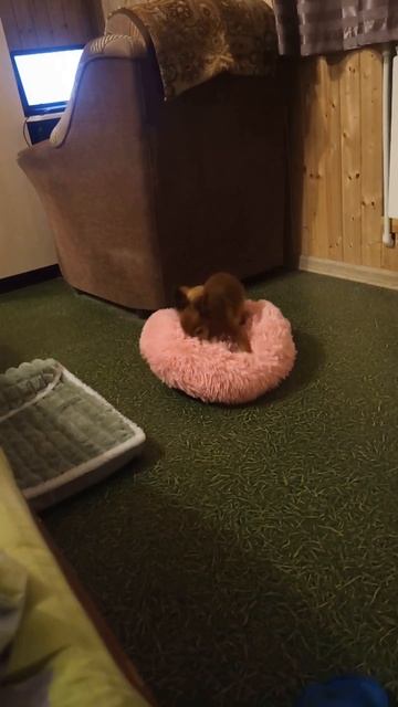 Кто-то снова сидел на моём кресле!