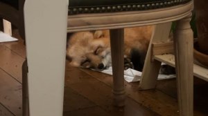 Лиса-Алиса. Лиса выгнала всех из кухни и легла спать