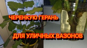 ЧЕРЕНКУЮ ГЕРАНЬ ДЛЯ УЛИЧНЫХ ВАЗОНОВ