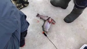 На трупика.СЗ