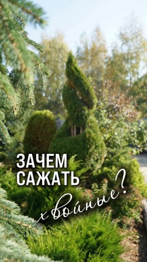 Зачем сажать хвойные?